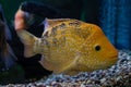 Ornamental aquarium fish. Royalty Free Stock Photo